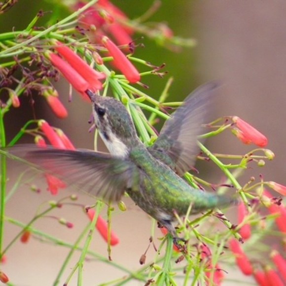 Meet your Posher, Mandy - Picture 1 of 1